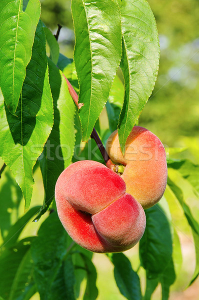 saturn peach 03 Stock photo © LianeM