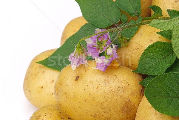 potato 06 Stock photo © LianeM