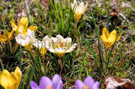 Krokus trawy ogród zimą roślin łące Zdjęcia stock © LianeM