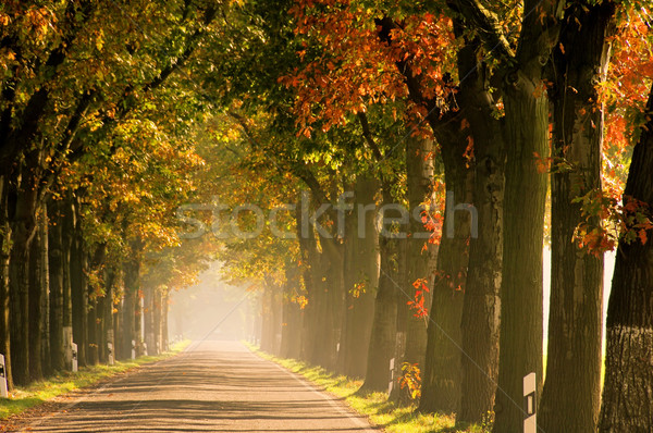 ストックフォト: 秋 · 19 · ツリー · 道路 · 自然 · 夏
