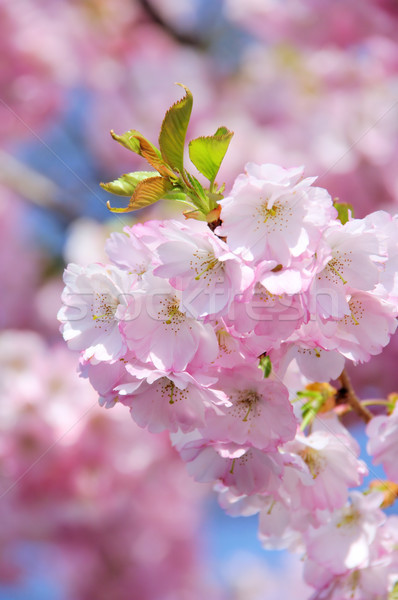 cherry blossom 27 Stock photo © LianeM