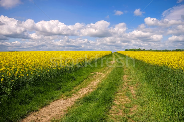 Violación campo camino de tierra primavera paisaje verde Foto stock © LianeM