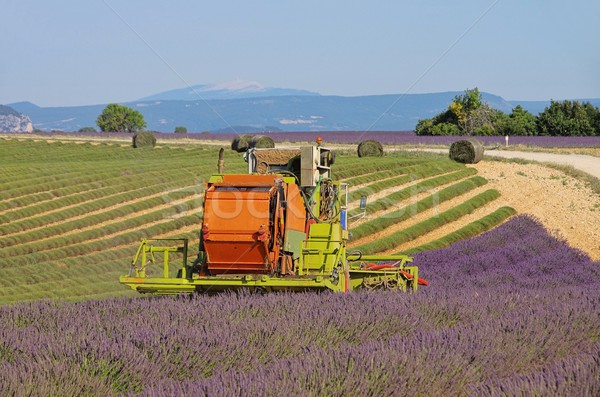 lavender field harvest 08 Stock photo © LianeM