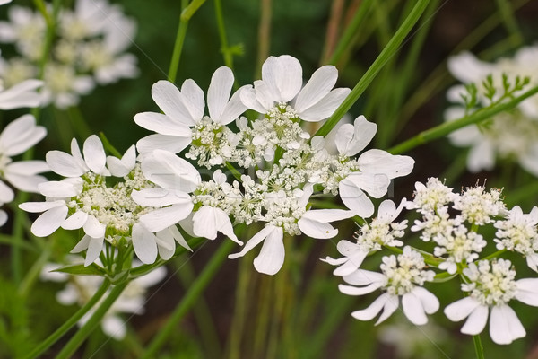 Stock photo: Caucalis grandiflora a white wildflower