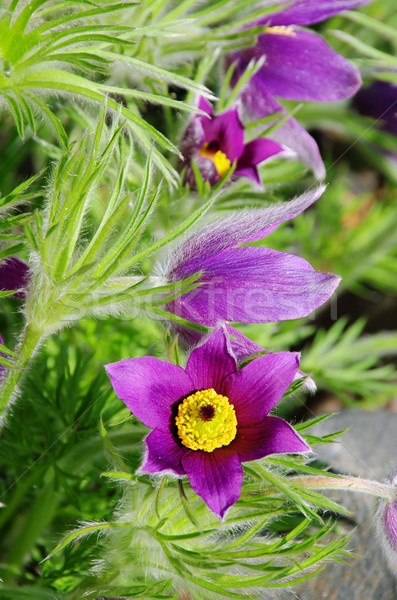 pasque flower 14 Stock photo © LianeM