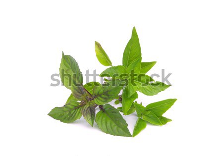 Borsmenta növény friss menta makró egészséges Stock fotó © LianeM