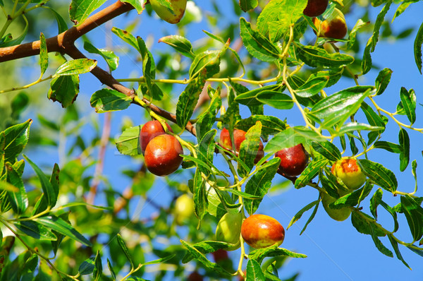 Jujube 03 Stock photo © LianeM