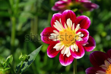 Stockfoto: Dahlia · bloem · natuur · blad · groene · roze