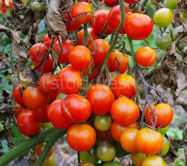 tomato late blight  Stock photo © LianeM