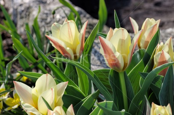 Tulipan serca radość kwiat charakter Zdjęcia stock © LianeM