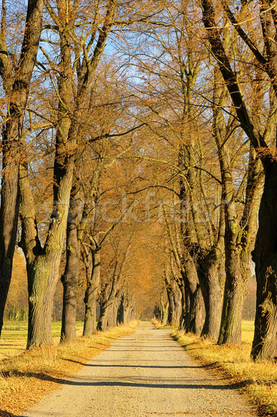 Kireç ağaç yol doğa yaprak ağaçlar Stok fotoğraf © LianeM