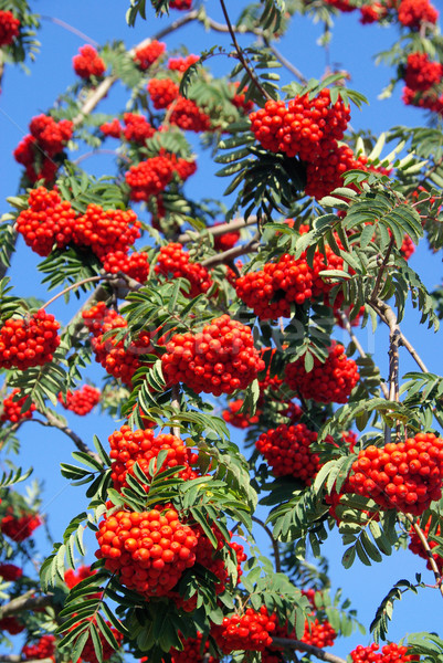 Rowan 10 Stock photo © LianeM