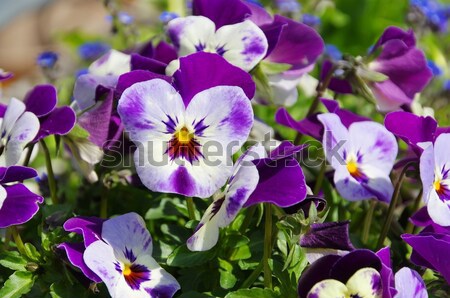 pansy  Stock photo © LianeM