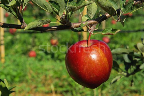Apfel am Baum - apple on tree 136 Stock photo © LianeM