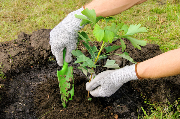 Ginkgo pflanzen - ginkgo planting 01 Stock photo © LianeM