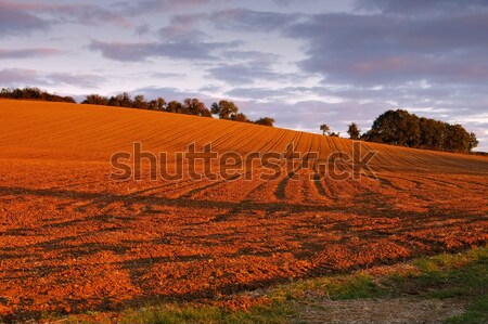 plowed field in the evening light Stock photo © LianeM