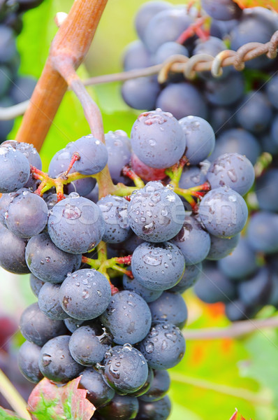 Zdjęcia stock: Winogron · czerwony · owoców · niebieski · czarny · roślin