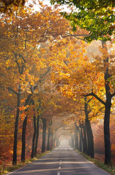 avenue in fall 24 Stock photo © LianeM
