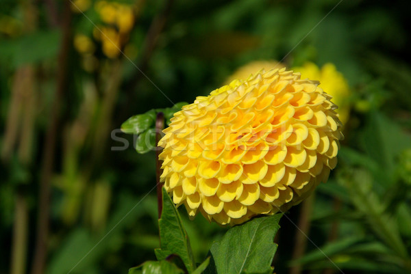 Dahlia 31 bloem blad tuin groene Stockfoto © LianeM