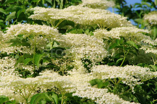 Mais velho flor 15 verde azul planta Foto stock © LianeM