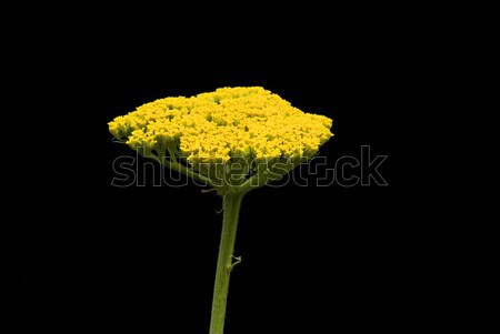 Fernleaf Yarrow 06 Stock photo © LianeM