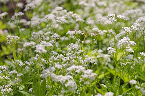 Impianto primavera natura foglia verde Foto d'archivio © LianeM