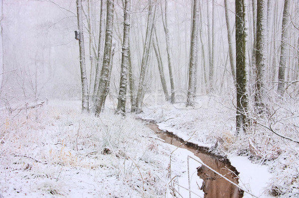 creek in winter forest 01 Stock photo © LianeM