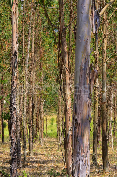 18 arbre nature vert usine terres [[stock_photo]] © LianeM