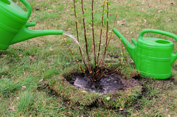watering a shrub 05 Stock photo © LianeM