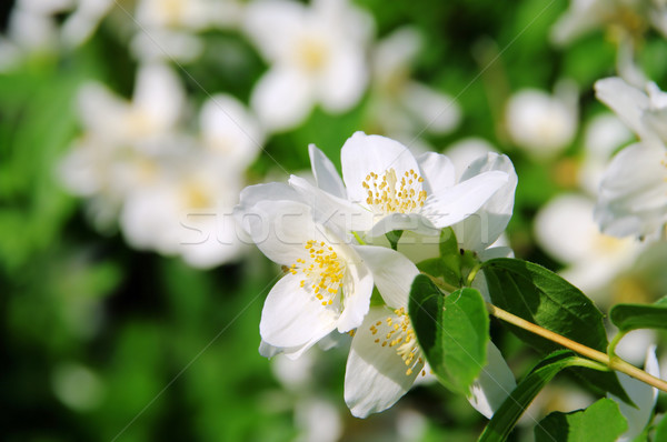 Flori vară plantă alb model grădinărit Imagine de stoc © LianeM