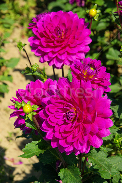 Dahlia bloem natuur blad groene paars Stockfoto © LianeM