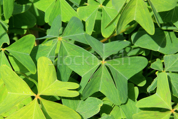 four leafed clover 17 Stock photo © LianeM