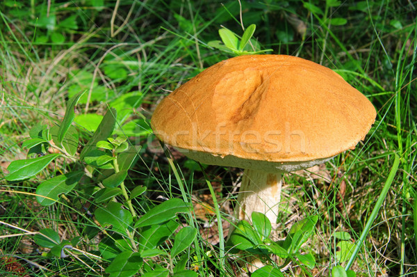 red cap mushroom 08 Stock photo © LianeM