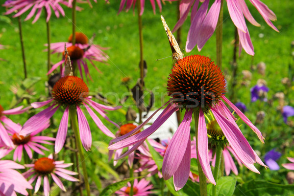 Purple Coneflower 26 Stock photo © LianeM