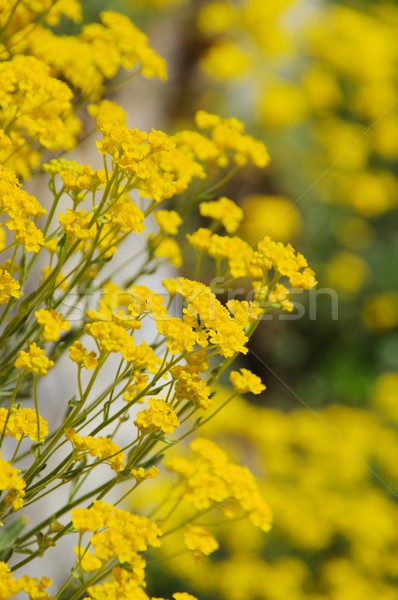 Alyssum saxatile  Stock photo © LianeM