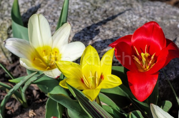 wild tulip Tulipa kaufmanniana  Stock photo © LianeM