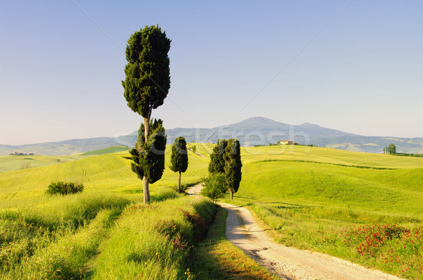 Podere Terrapille 07 Stock photo © LianeM