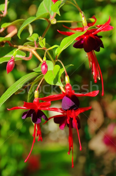 Fuchsia 02 Stock photo © LianeM