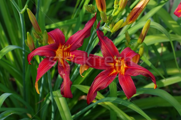 daylily of the species Crimson Pirate Stock photo © LianeM