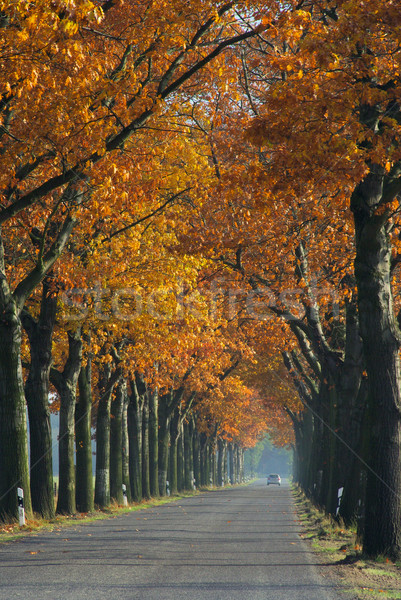 avenue in fall 05 Stock photo © LianeM