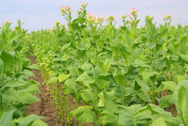 Cultivado tabaco 20 hoja campo plantas Foto stock © LianeM