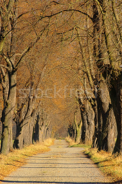 lime tree avenue 05 Stock photo © LianeM