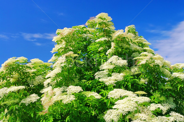 Holunder Blume grünen Anlage weiß Blüte Stock foto © LianeM