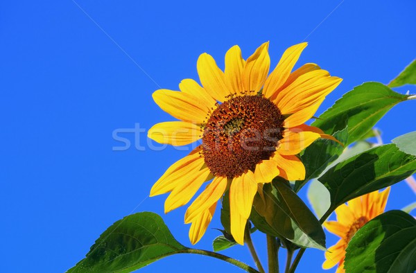 sunflowers  Stock photo © LianeM