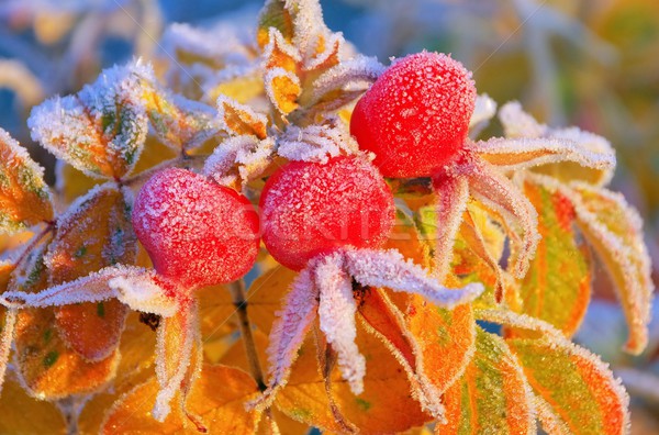 hip in winter  Stock photo © LianeM