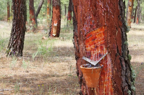 pine forest resin extraction  Stock photo © LianeM