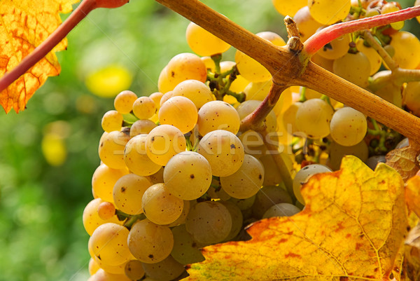 Stockfoto: Druif · witte · 14 · vruchten · achtergrond · groene