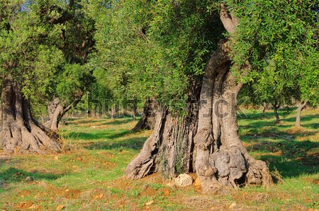 Drzewo oliwne 18 drzewo drewna charakter pozostawia Zdjęcia stock © LianeM