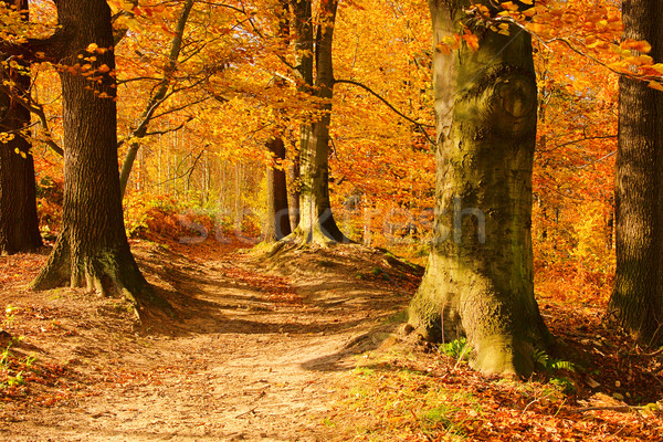 beech forest with trail 09 Stock photo © LianeM