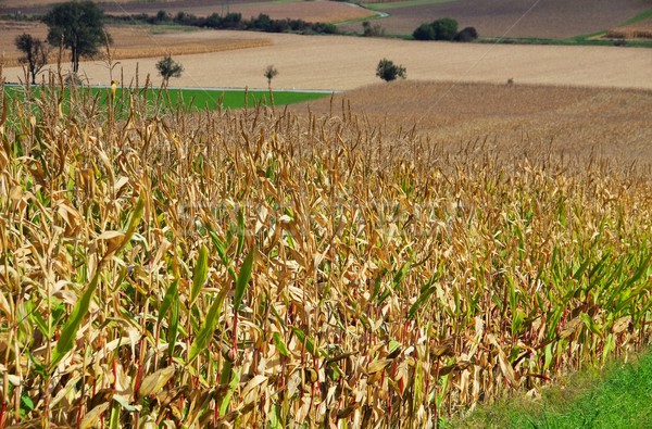 corn field in fall  Stock photo © LianeM